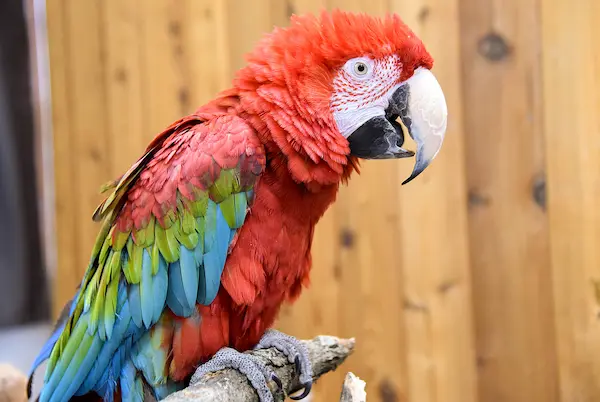 Colourful macaw parrots in the rainforest, fauna of Peru