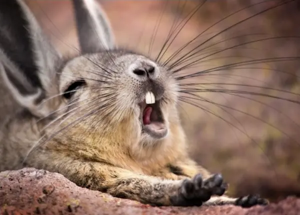 Mountain vizcacha in rocky Andes habitat, highland fauna of Peru