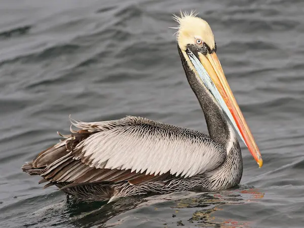 Peruvian pelican fishing on coastal cliffs, part of the fauna of Peru