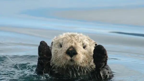 Sea otter swimming near the Peruvian coast, representing the fauna of Peru
