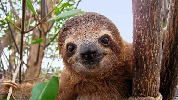 Sloth hanging from trees in the Peruvian Amazon, part of the fauna of Peru
