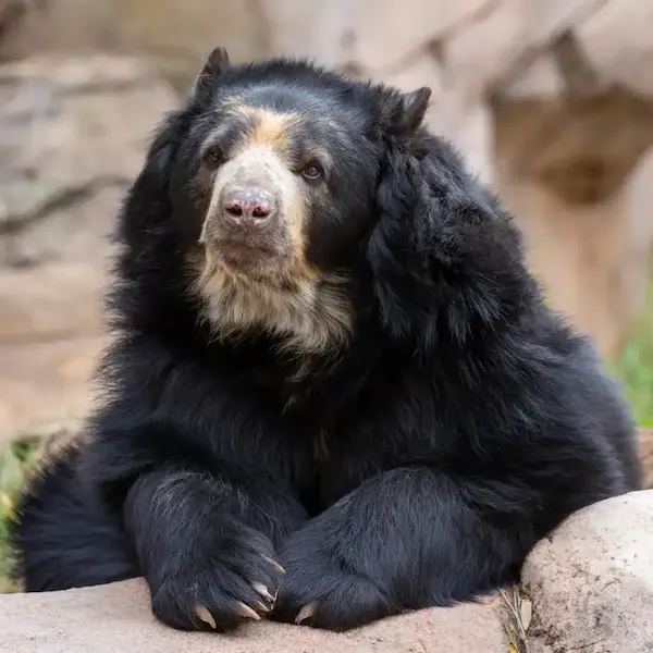 Spectacled bear in cloud forests, one of the fauna of Peru