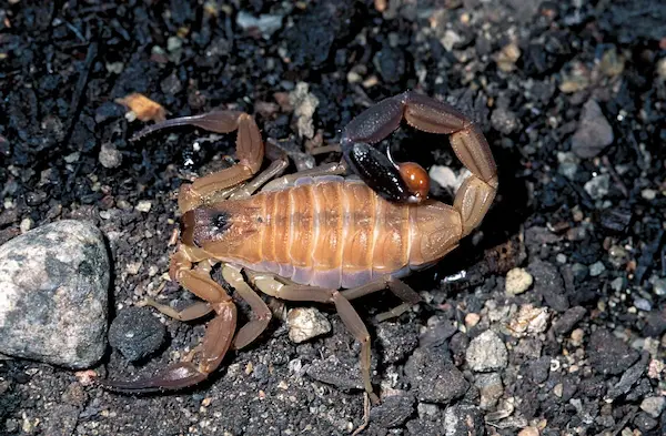 Venomous insects and scorpions found in Cusco