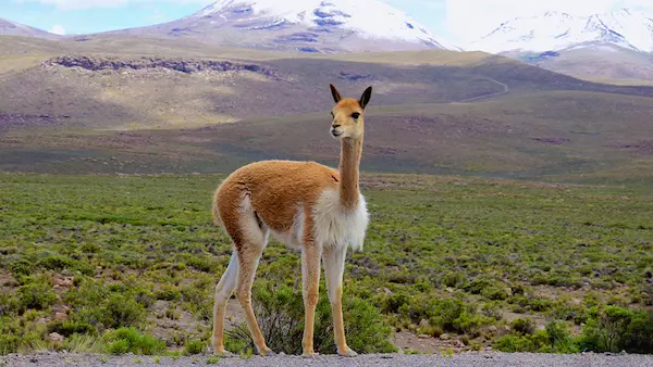 Vicuna grazing in the Andes, highland fauna of Peru
