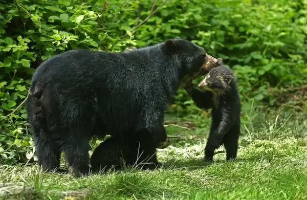 what do andean bears eat conclusion spectacled bear Peru Andes ecosystem wildlife insight