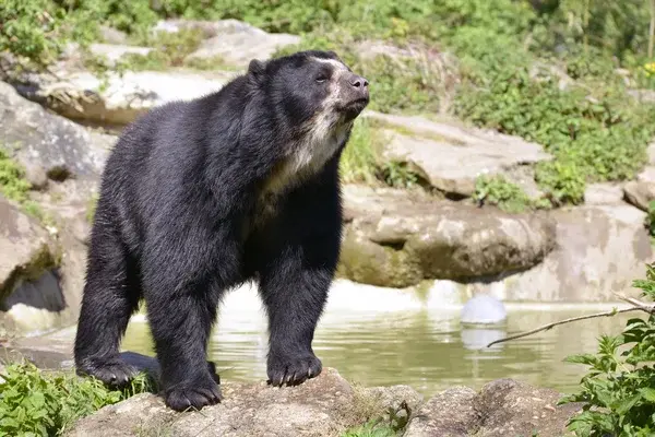what do andean bears eat Cusco tours 2026 wildlife trekking Peru Andes tours