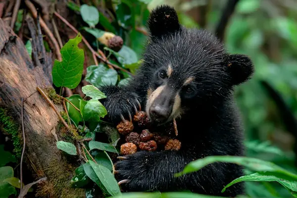what do andean bears eat fruits plants bromeliads vegetation Andes Peru wildlife diet