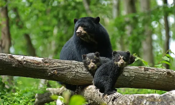 what do andean bears eat spectacled bear Peru Andes cloud forest wildlife guide