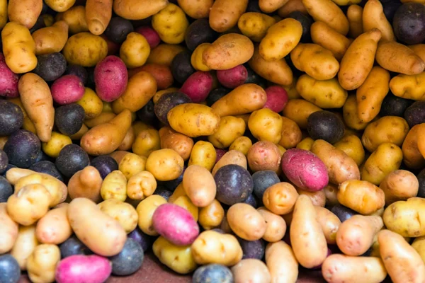 National Potato day in Peru 2026