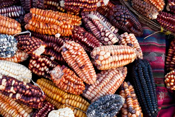High in protein and fiber