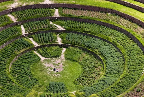 The foundation of The Inca agriculture in the Andes