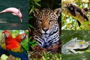 animals from Peru