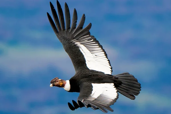 birds in Peru