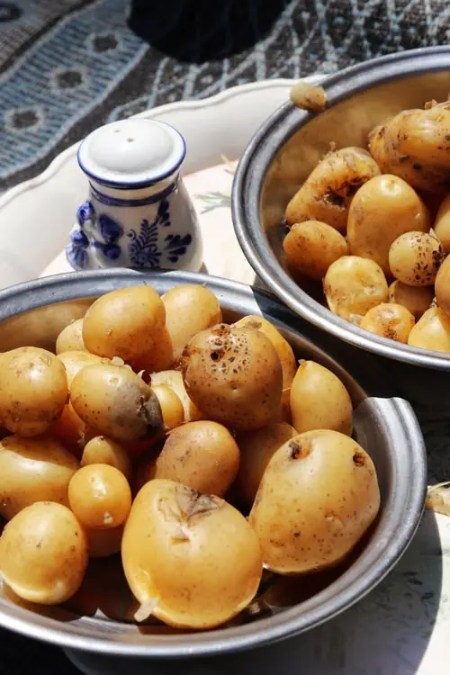 Staple foods of the Inca diet